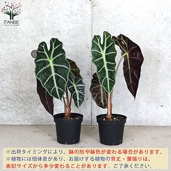 アロカシア 13種セット 楽天市場】アロカシア アロカシアの通販